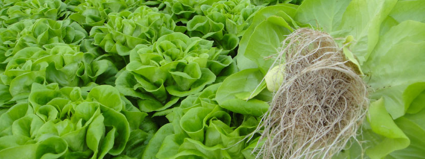 Produção agrícola